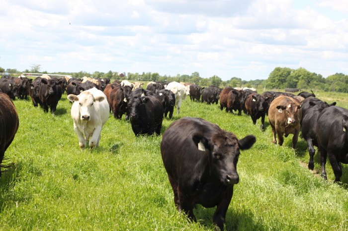 US Wellness Meats Cows