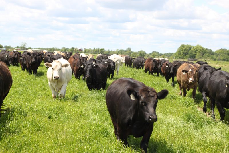 US Wellness Meats Cows