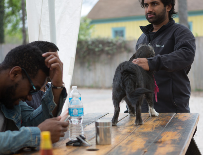 Dog on Table