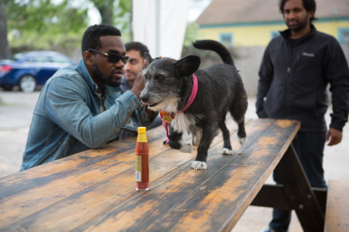 Dog on Table