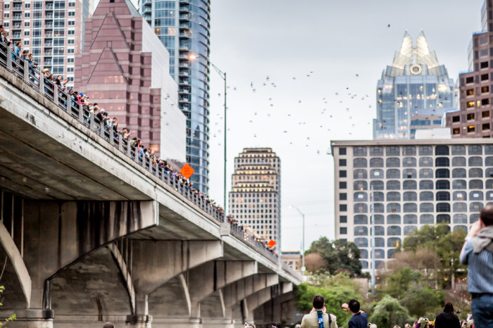 Austin Bats Congress St Bridge