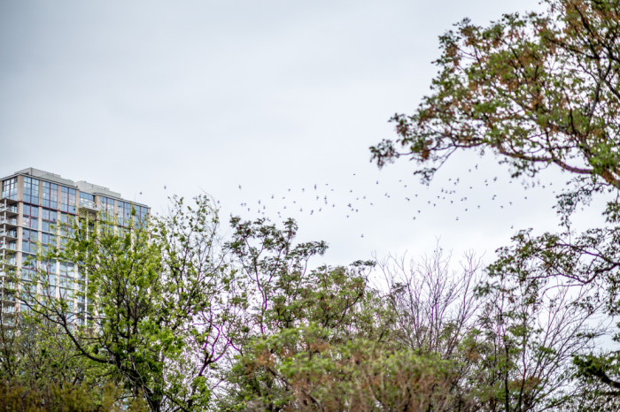 Austin Bat Swarm