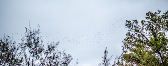 Austin Bat Swarm