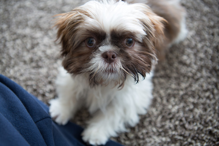 Charlie the Shih Tzu Puppy