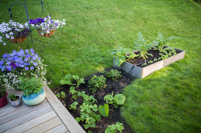 Strawberry plants for Permaculture Gardening