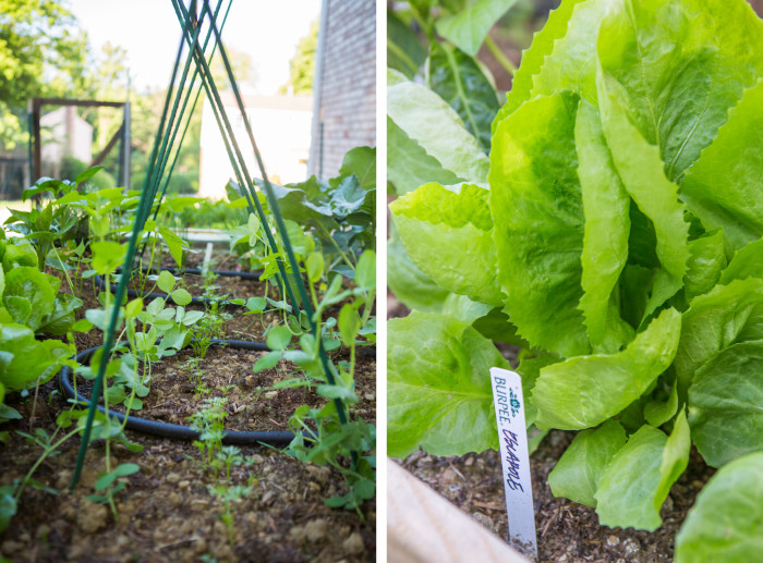 carrot sprouts and escarole