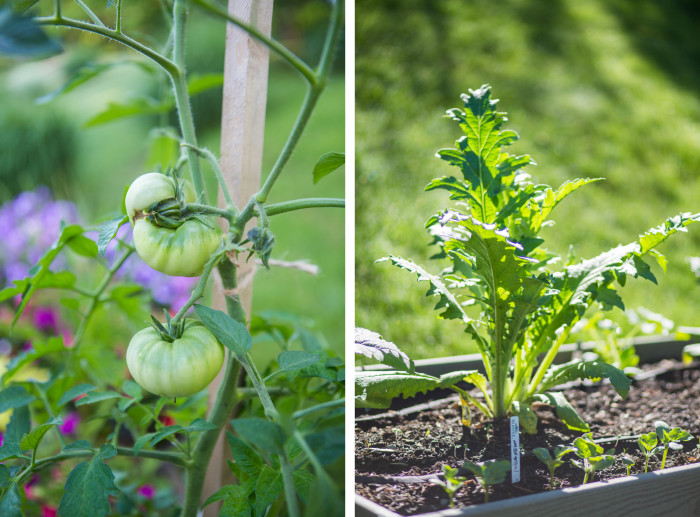 heirloom tomato and artichoke