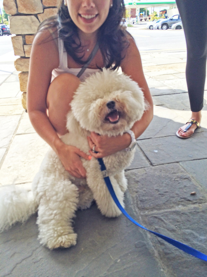 bichon