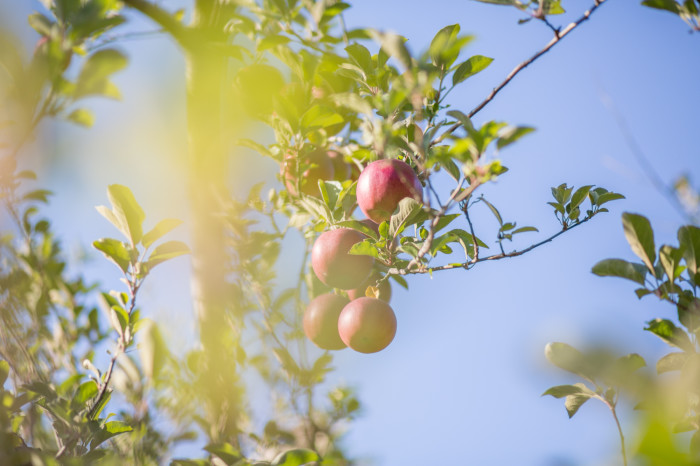 Apple Picking at Norman's Orchard in Pittsburgh PA