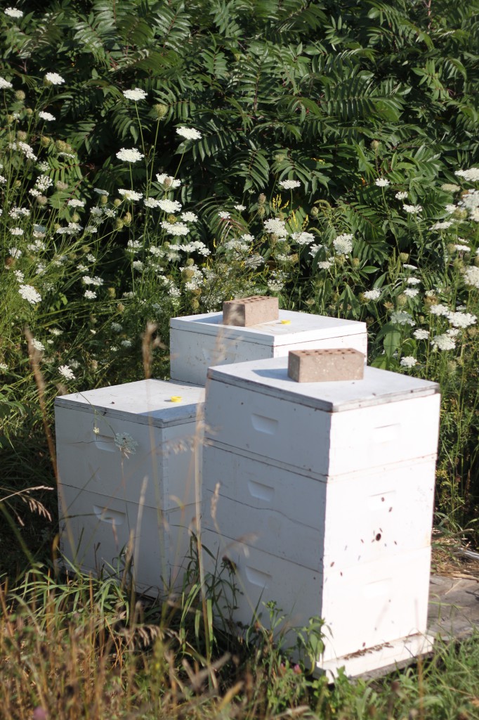 bee hives