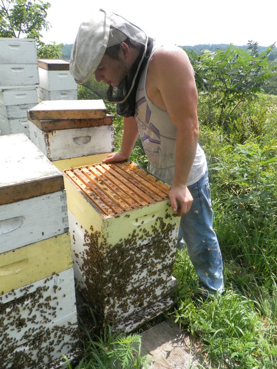 beehives in northeast iowa 2