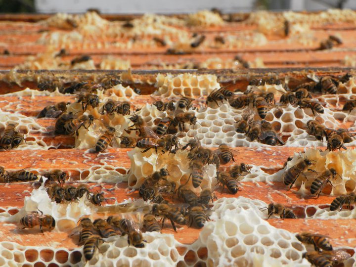 bees