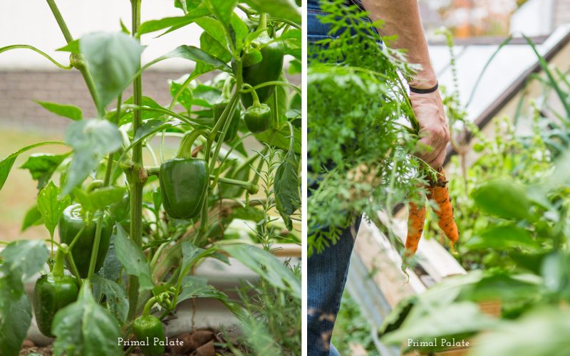 green bell peppers and carrots