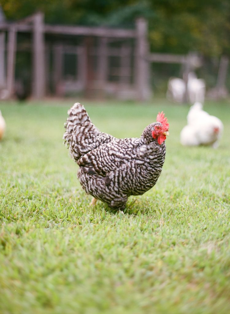 backyard_chickens_000091920014