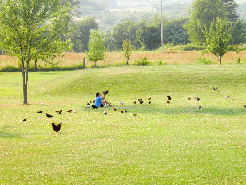 Homesteading - Raising Chickens