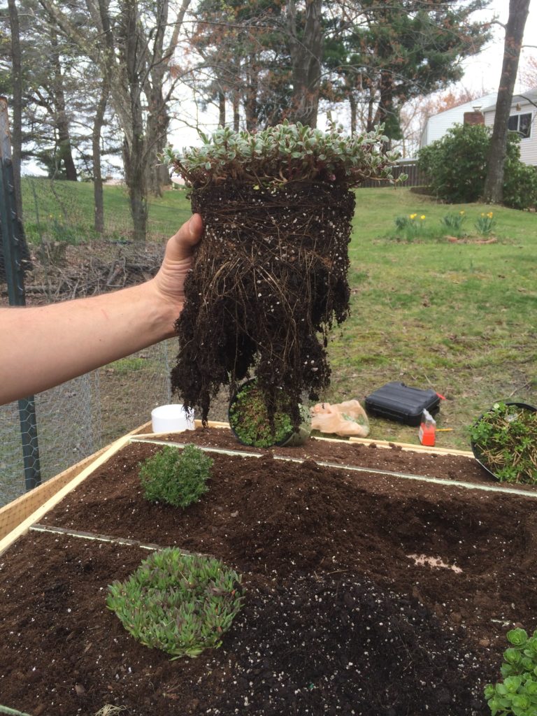 sedum with roots teased out