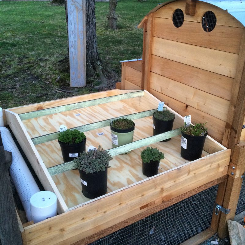 green roof plants