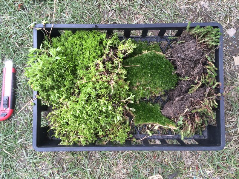 green roof plants