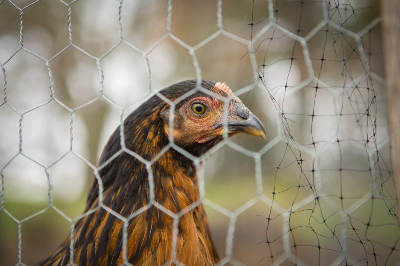 backyard chickens - black sex links