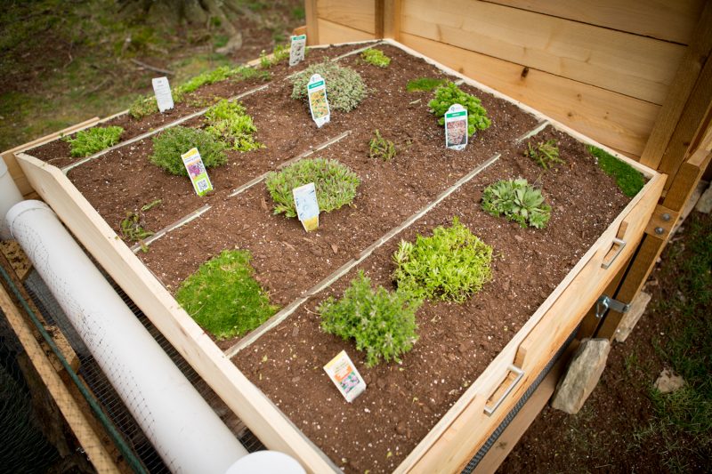 chicken coop green roof