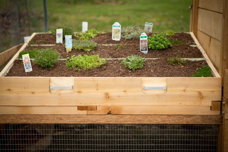 chicken coop green roof