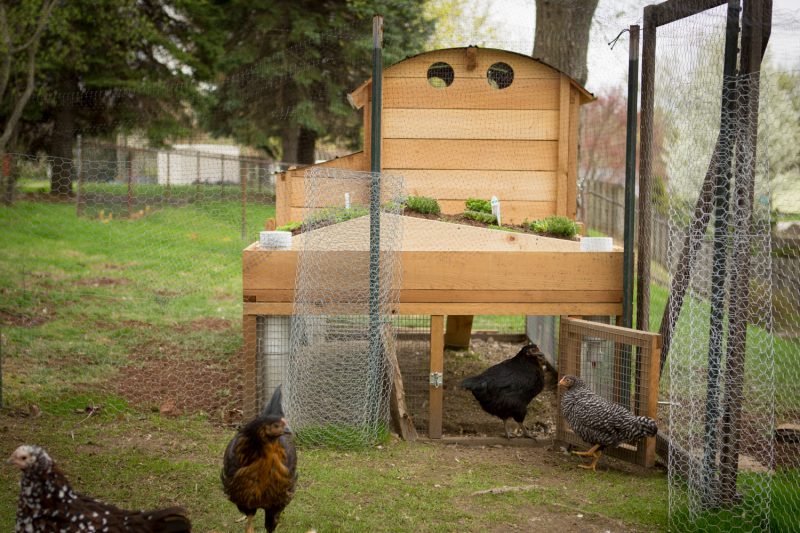 backyard chickens