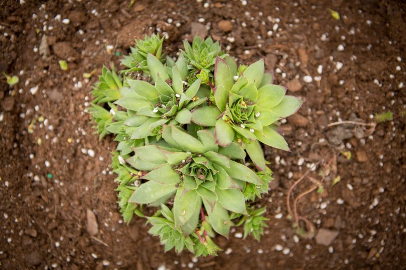 Hen and chicks - plant