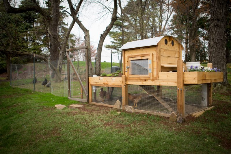 beautifully designed chicken coop and run