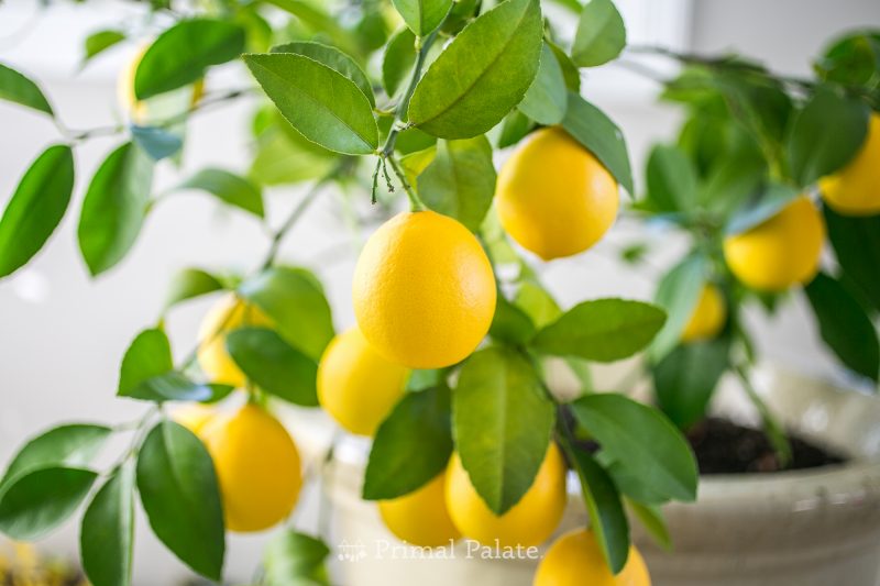 meyer lemon tree