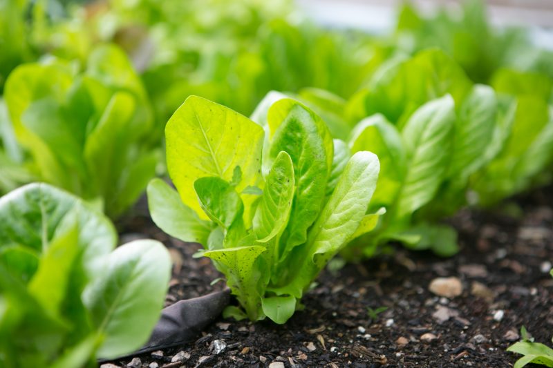 paleo organic gardening - primal palate-1