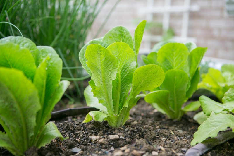 organic romaine in a garden