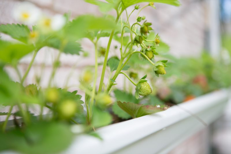 gutter strawberries