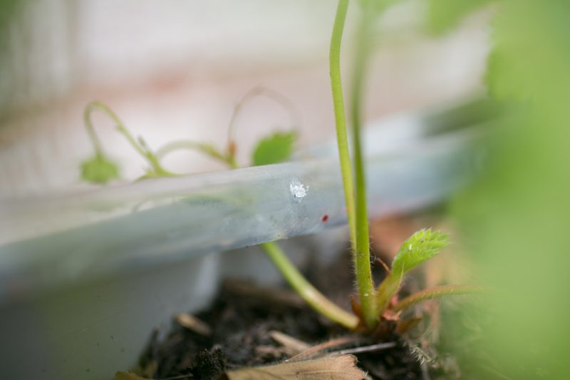 Gutter Strawberry Irrigation-3