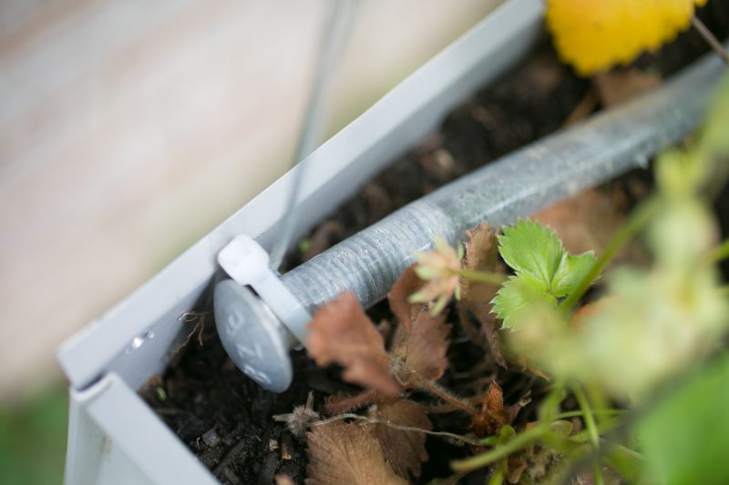 Gutter Strawberry Irrigation-5