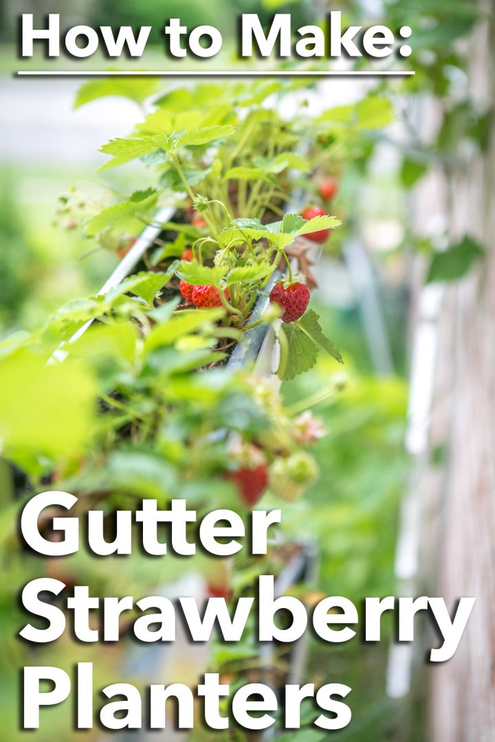 How to make Gutter Planters for Strawberries Primal Palate Paleo