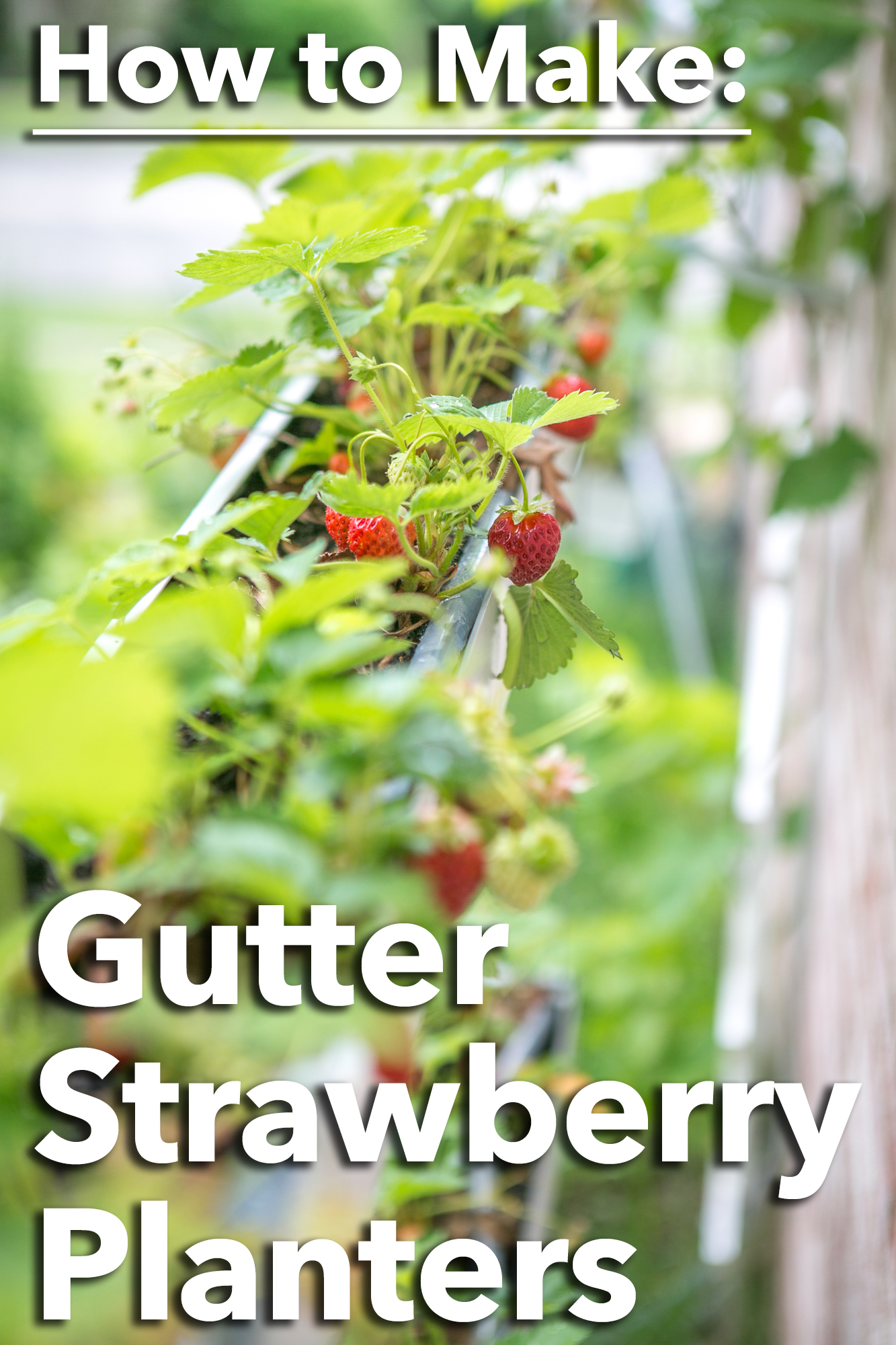 How to make Gutter Planters for Strawberries Primal Palate Paleo