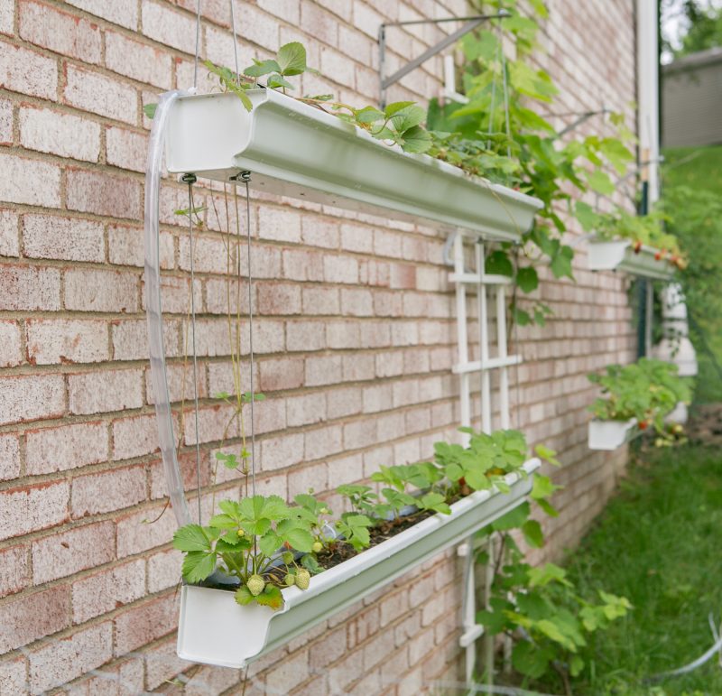 Gutter Strawberry | Strawberries Planted in Gutters-10