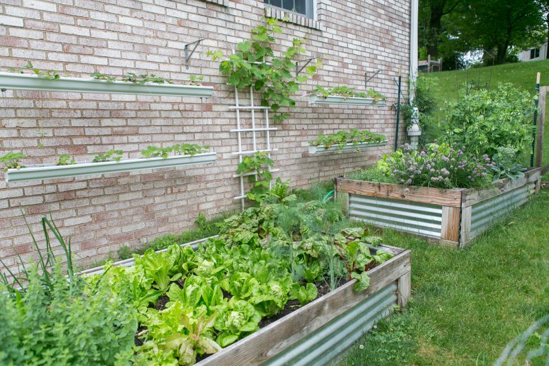 Gutter Strawberry | Strawberries Planted in Gutters-2