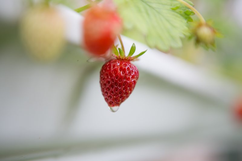 Gutter Strawberry | Strawberries Planted in Gutters-3