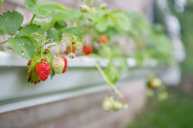 Gutter Strawberry | Strawberries Planted in Gutters-4