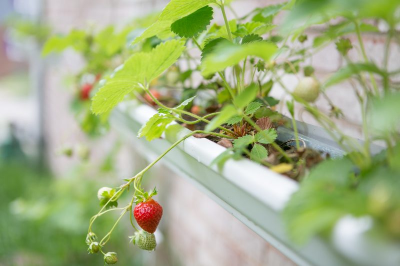 Gutter Strawberry | Strawberries Planted in Gutters-6