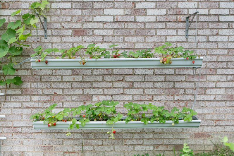 Gutter Strawberry | Strawberries Planted in Gutters-8