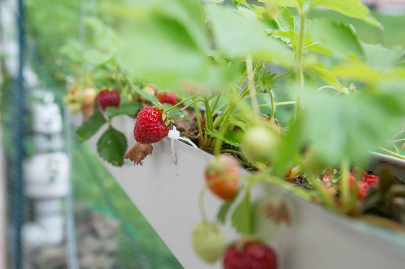 Gutter Strawberry | Strawberries Planted in Gutters-9