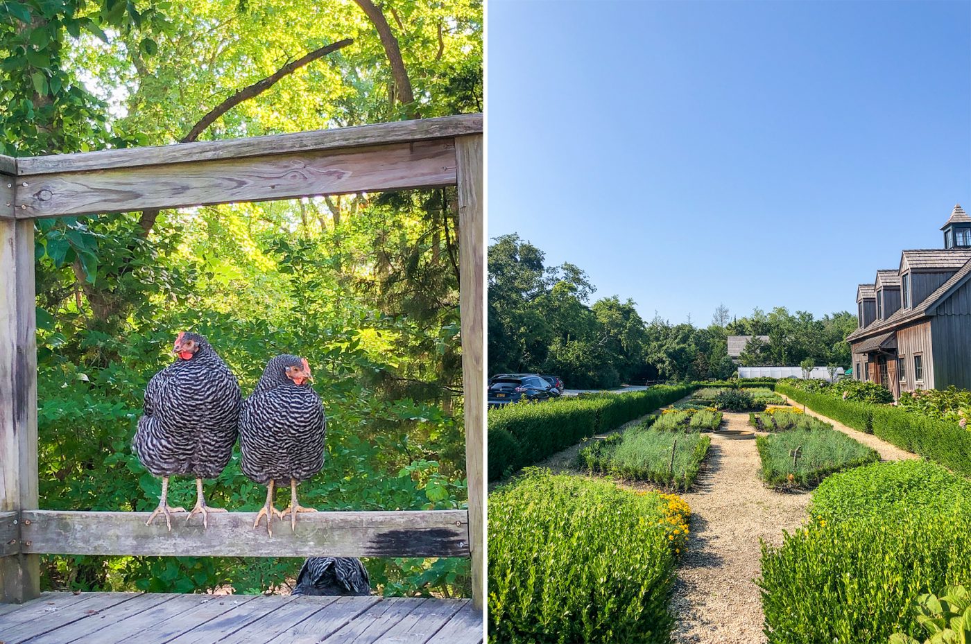 Our morning at Beach Plum Farm in Cape May, NJ Primal Palate Paleo